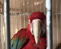 green-green-wing-macaw-for-sale