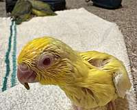 parrotlet-for-sale-in-okla-city-ok