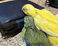 green-bird-for-sale-in-okla-city-ok