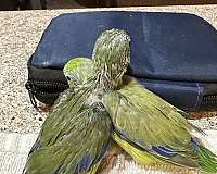 parrotlet-for-sale