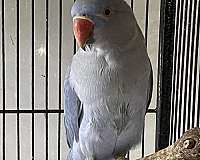 ringneck-parakeet-for-sale-in-zuni-va