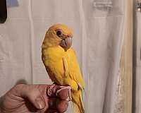 conure-for-sale