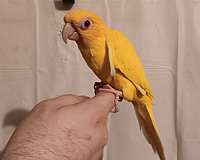 lutino-conure-for-sale