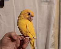 conure-for-sale-in-wichita-ks