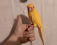 conure-for-sale