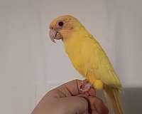 lutino-conure-for-sale