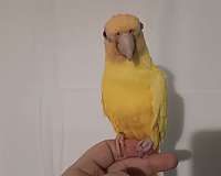 lutino-bird-for-sale