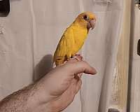 lutino-bird-for-sale-in-wichita-ks