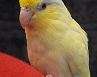 cute-playful-bird-for-sale-in-arlington-tx