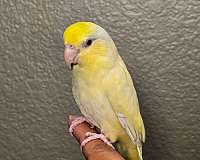 cute-playful-parrotlet-for-sale