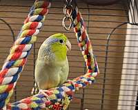 parrotlet-for-sale