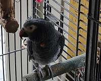 african-grey-parrot-for-sale