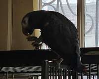 grey-african-grey-parrot-for-sale