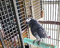 grey-bird-for-sale