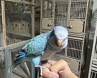 quaker-parrots-for-sale