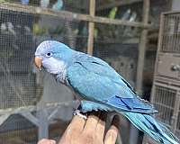 quaker-parrots-for-sale-in-stafford-va