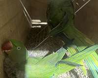 ringneck-parakeet-for-sale