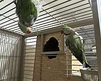 ringneck-parakeet-for-sale-in-stafford-va