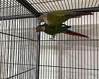 green-cheek-conure-for-sale