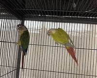 green-cheek-conure-for-sale-in-stafford-va