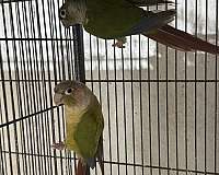 adult-green-cheek-conure-for-sale