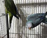 quaker-parrots-for-sale