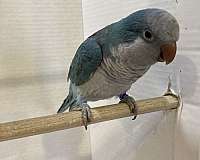 quaker-parrots-for-sale