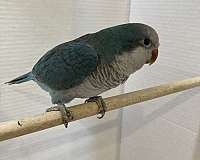 blue-quaker-parrots-for-sale