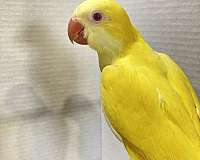 quaker-parrots-for-sale