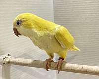 yellow-quaker-parrots-for-sale