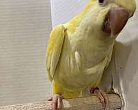 yellow-bird-for-sale