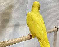 yellow-bird-for-sale-in-sedalia-mo