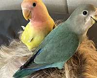 lovebird-for-sale-in-st-petersburg-fl