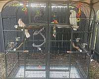 cockatoo-for-sale-in-florida