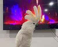 adult-cockatoo-for-sale