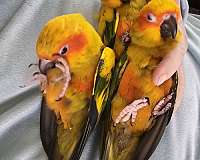 conure-sun-conure-for-sale-in-minnesota