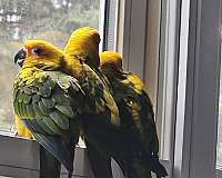 sun-conure-for-sale