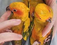 sun-conure-for-sale-in-minnesota