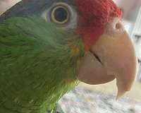 mexican-red-amazon-parrot-for-sale-in-jenks-ok