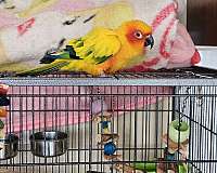 conure-for-sale