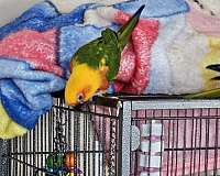 conure-for-sale-in-hilliard-oh