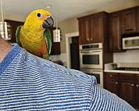 young-conure-for-sale