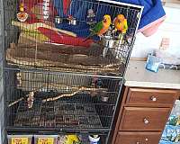 conure-for-sale-in-hilliard-oh