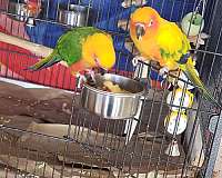 young-conure-for-sale