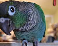 conure-for-sale-in-solvay-ny