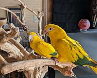 gold-bird-for-sale-in-shawnee-ks