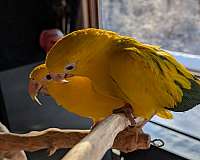 male-female-bird-for-sale-in-shawnee-ks