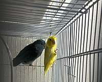 parrotlet-for-sale