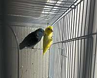 parrotlet-for-sale-in-layton-ut