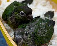 black-capped-conure-for-sale-in-longwood-fl